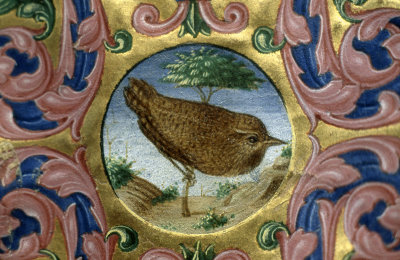 Ferrara Bird in manuscript 84 142.jpg