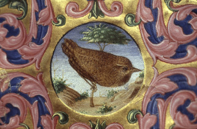 Ferrara Bird in manuscript 84 160.jpg