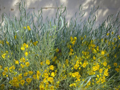 Palm Springs 2017 - 118.jpg