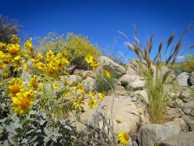 Palm Springs 2017 - 18.jpg