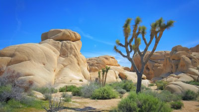 Palm Springs 2017 - 2.jpg