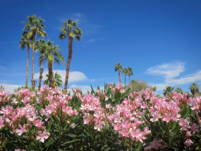 Palm Springs 2017 - 31.jpg