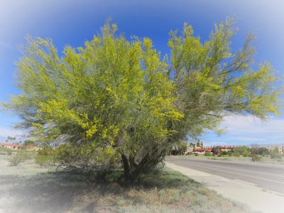 Palm Springs 2017 - 70.jpg