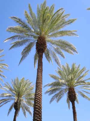 Palm Springs 2017 - 77.jpg