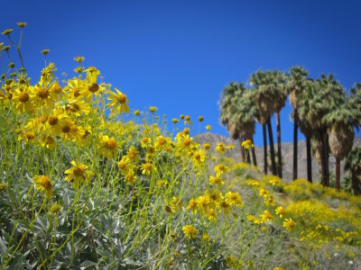 Palm Springs 2017 - 90.jpg