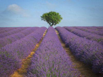 Provence 2018