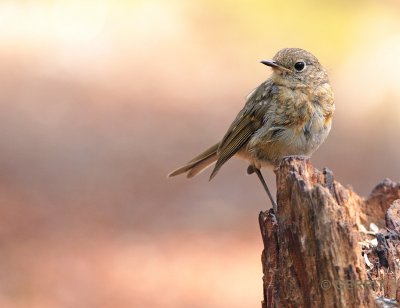 Roodborst juv.