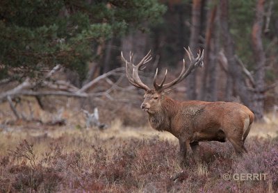 Edelhertenbronst; Hoge Veluwe