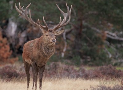 Edelhertenbronst; Hoge Veluwe