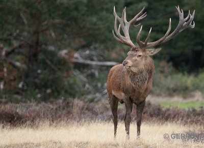 Edelhertenbronst; Hoge Veluwe