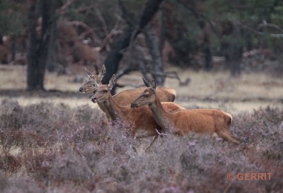 Edelhertenbronst; Hoge Veluwe