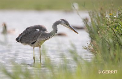 Blauwe Reiger