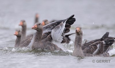 Grauwe Gans