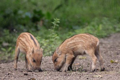 Wild Zwijn