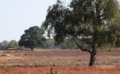 Westerheide, Hilversum