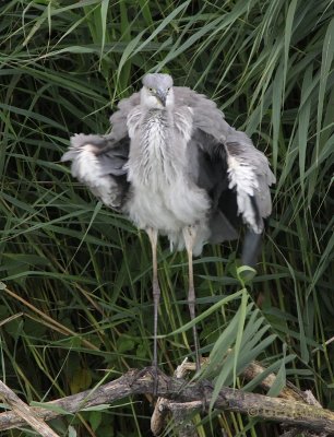 Blauwe Reiger