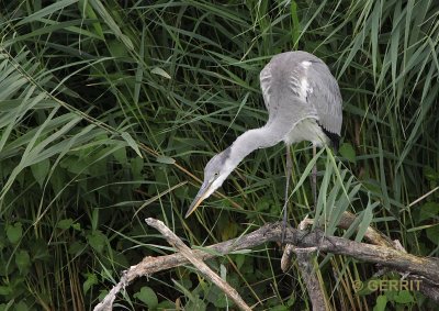 Blauwe Reiger