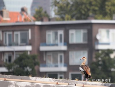 Rotterdam, Oude Haven en Katendrecht