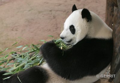 Ouwehands Dierenpark