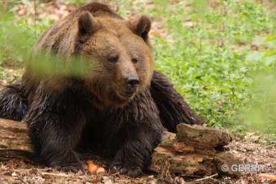 Ouwehands Dierenpark