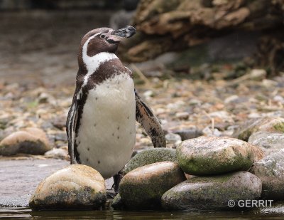 Ouwehands Dierenpark