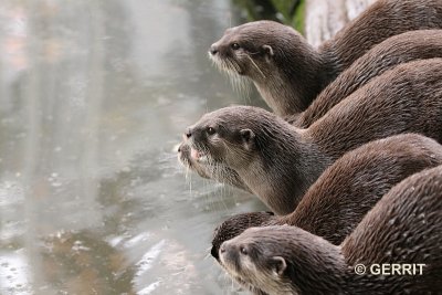 Ouwehands Dierenpark