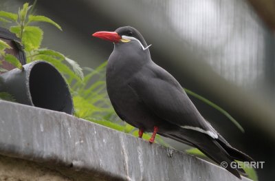 Ouwehands Dierenpark