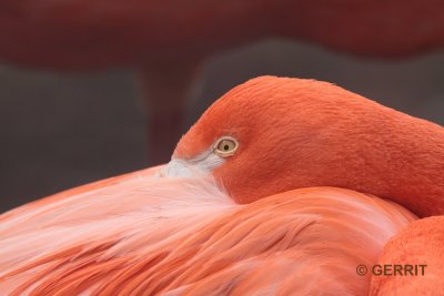 Ouwehands Dierenpark