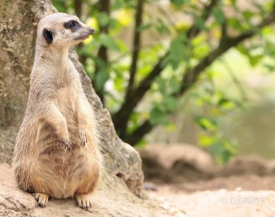 Ouwehands Dierenpark