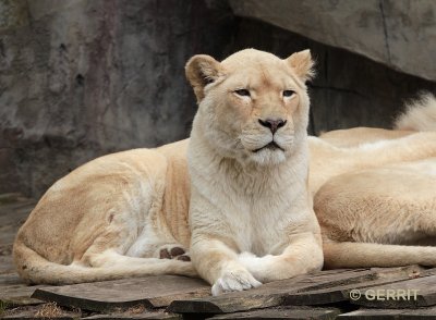 Ouwehands Dierenpark