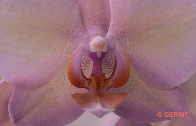2018 Orchideeënhoeve
