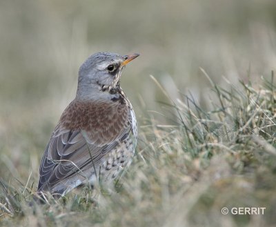 Kramsvogel
