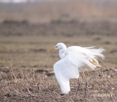 Grote Zilverreiger