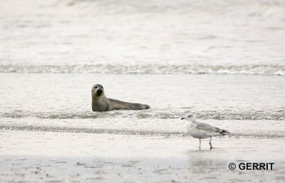 Zeehond