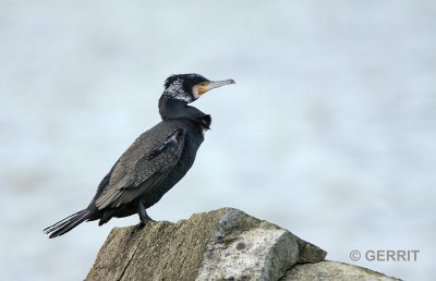 Aalscholver