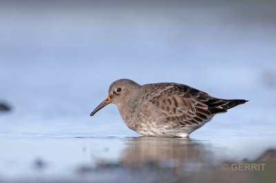 Paarse Strandloper