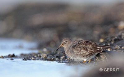 Paarse Strandloper
