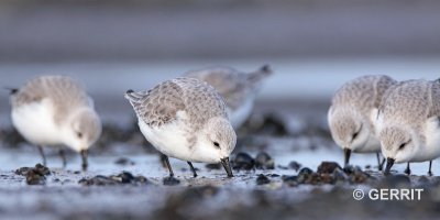Drieteenstrandloper