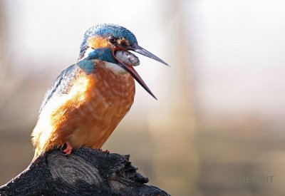 IJsvogel