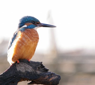 IJsvogel