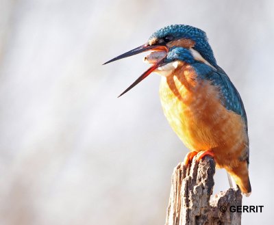 IJsvogel
