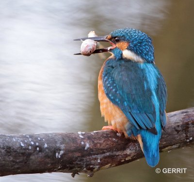IJsvogel