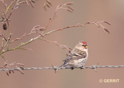 Barmsijs