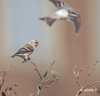 Barmsijs