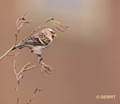 Barmsijs
