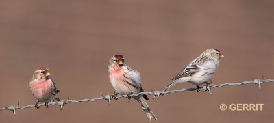 Barmsijs