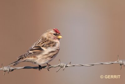 Barmsijs