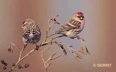 Barmsijs