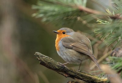 Roodborst