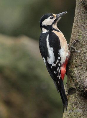 Grote Bonte Specht